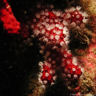 Red Coral