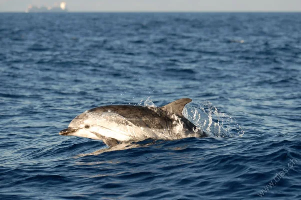 jumping striped dolphin