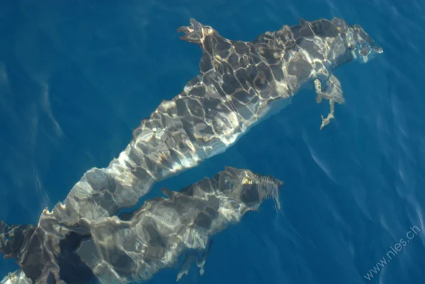 Two porpoises under water