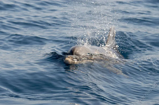 Bottlenose Dolphin