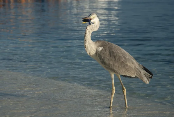 Heron with fish