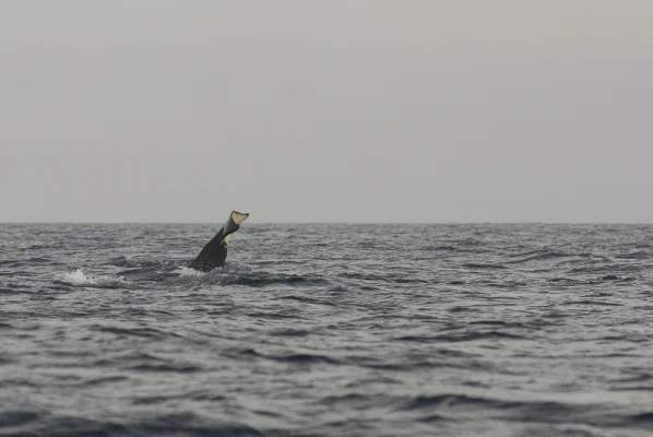 Diving sperm whale