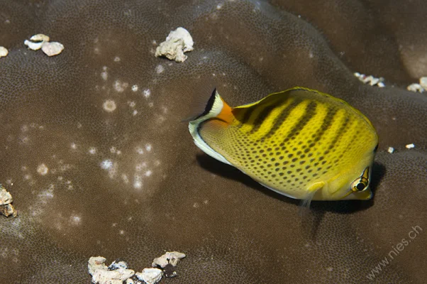 Butterflyfish