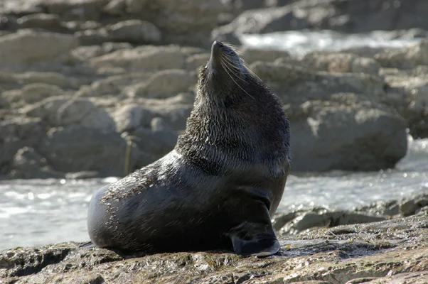 Sea Lion