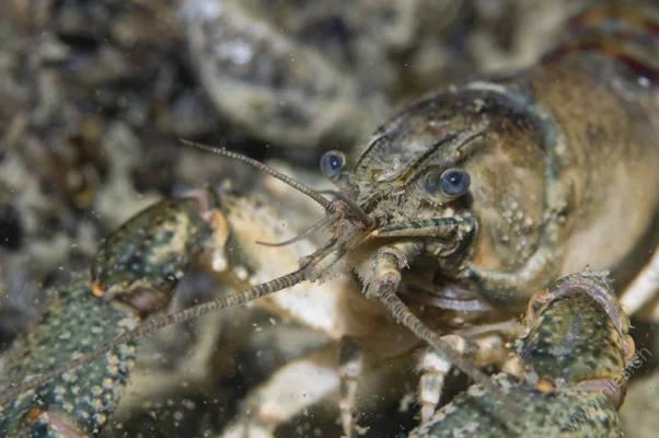 American Crayfish