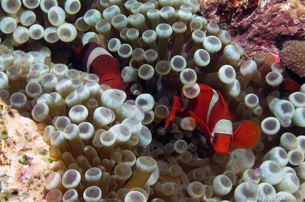 Anemone fish