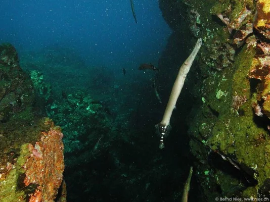 Trumpet Fish