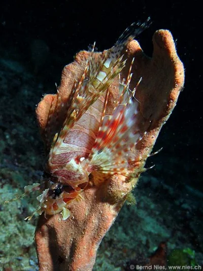 Lionfish