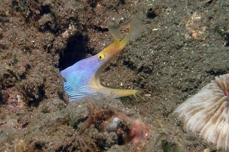 Ribbon Eel