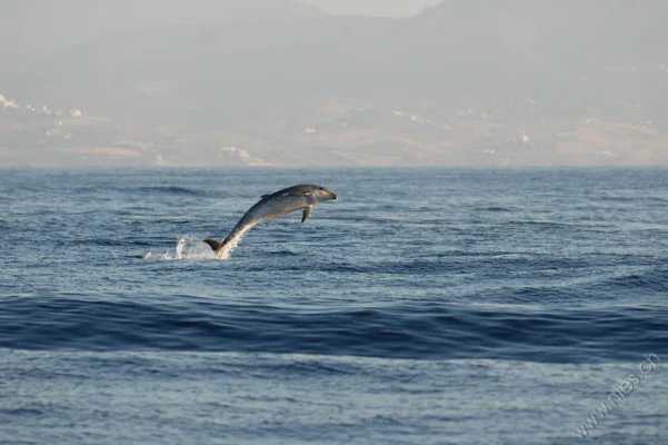 Jumping dolphin