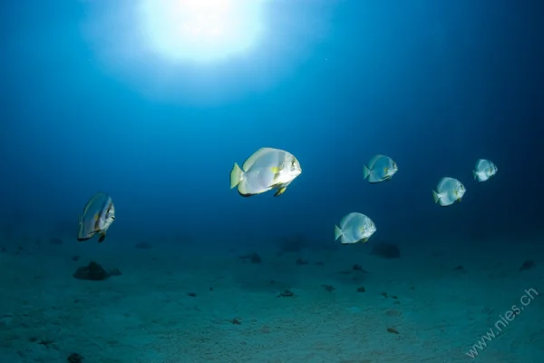 Bat Fish