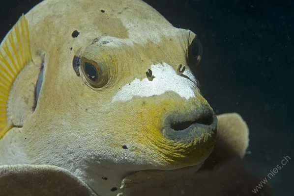 Pufferfish with Louse