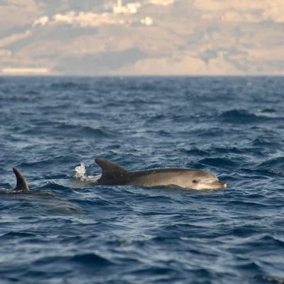 Two Bottlenose Dolphins