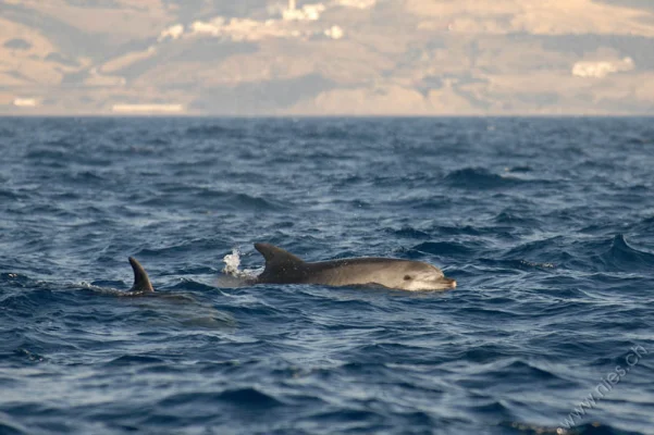 Two Bottlenose Dolphins