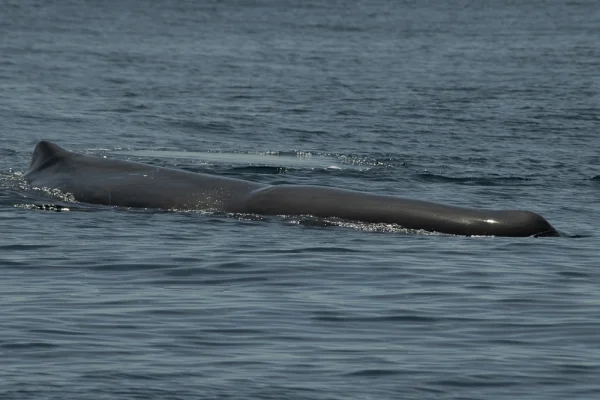 Sperm whale