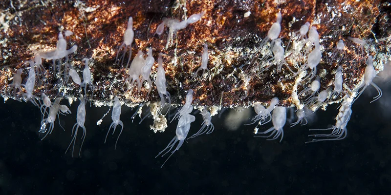 Freshwater Polyps