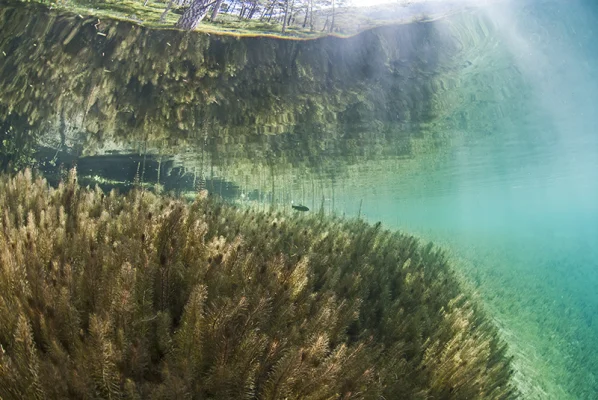 Water plants with reflection