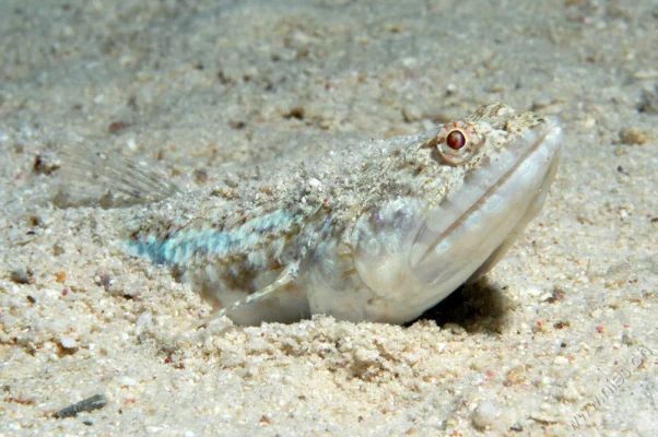 Lizard fish