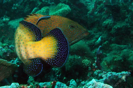 Peacock Grouper