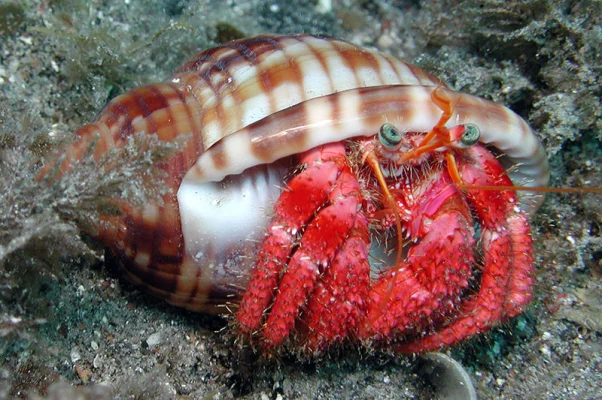 Hermit Crab