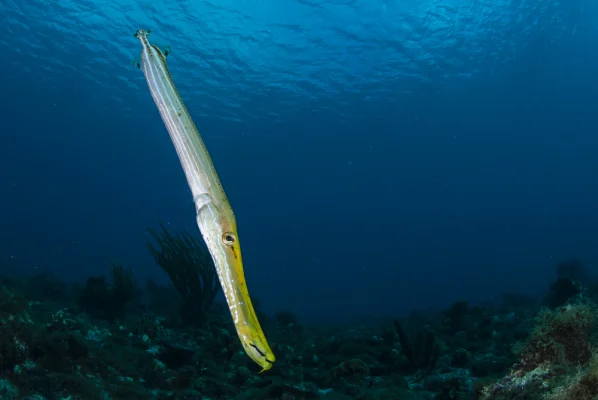 Trumpetfish