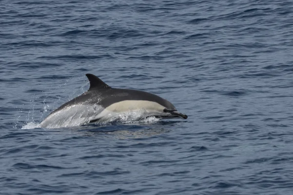 Common dolphin