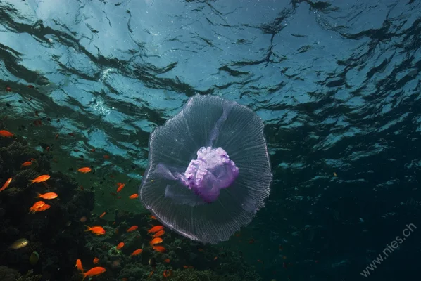 Jellyfish