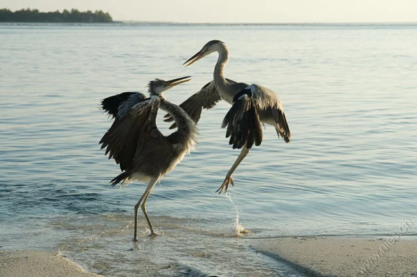 Fighting herons