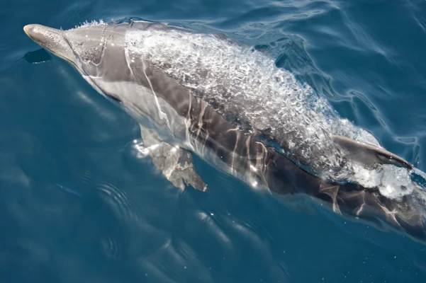 Striped Dolphin