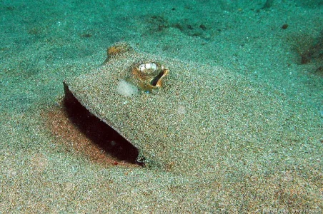 Bluespotted Stingray