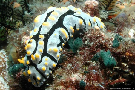 Phyllidia Varicosa