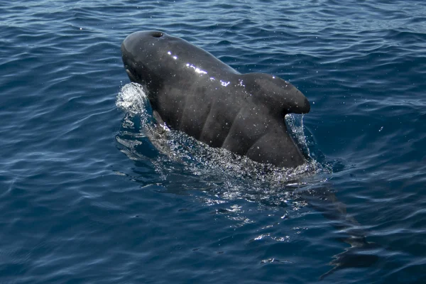 Baby Pilot Whale