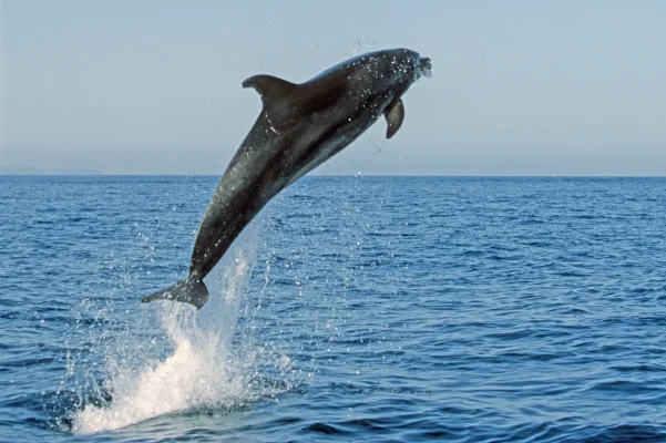 Bottlenose dolphin jumping