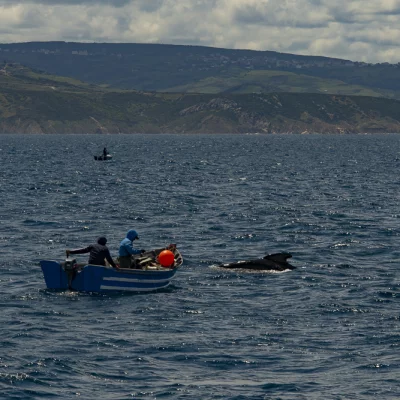 Moroccan fishermen with pilot whale
