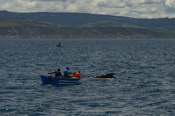 Moroccan fishermen with pilot whale