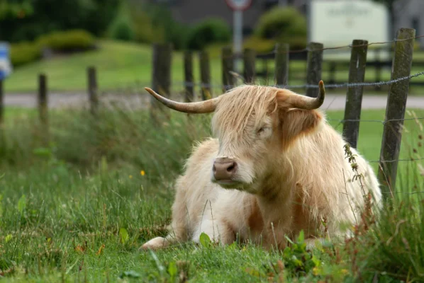 White Highland Cow