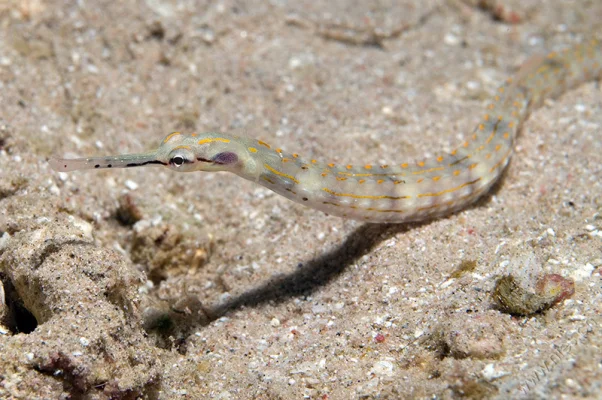 Schultz's Pipefish