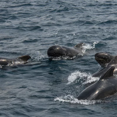 Group of pilot whales with young