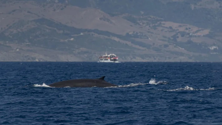 Fin whales