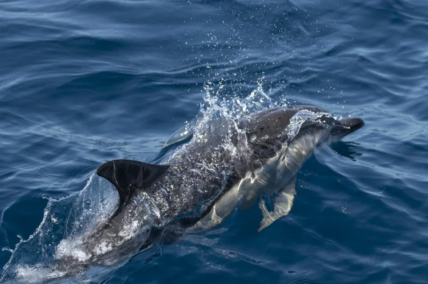 Common dolphin