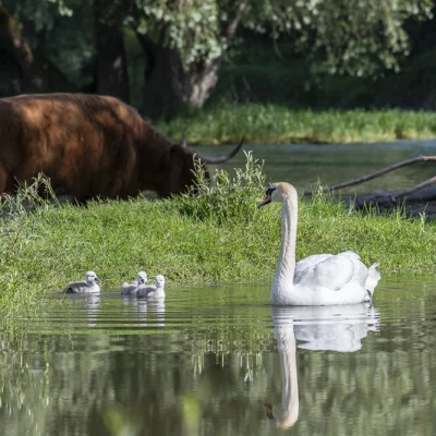 Swan with Chicks and Highland Cow
