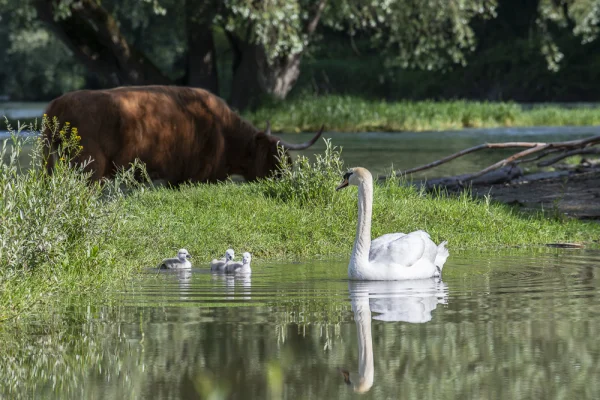 Swan with Chicks and Highland Cow