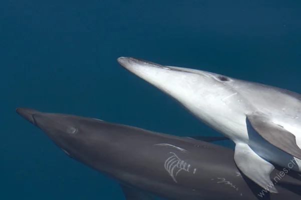 Bottlenose dolphins swimming in pairs