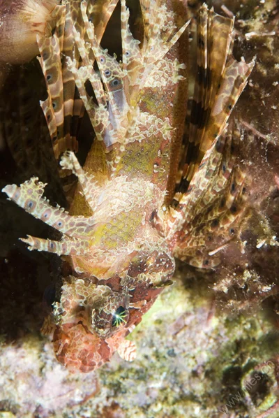 Juvenile Lionfish