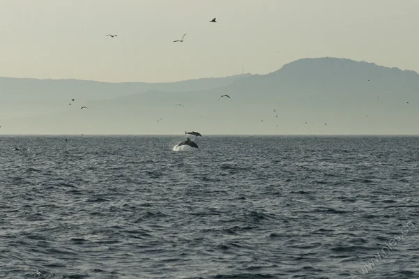 Bottlenose Dolphins Leaping