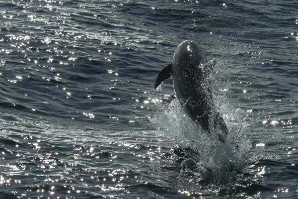 Jumping bottlenose dolphin