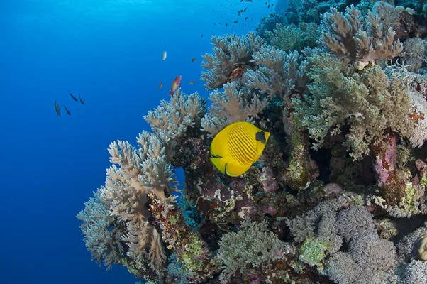 Butterflyfish