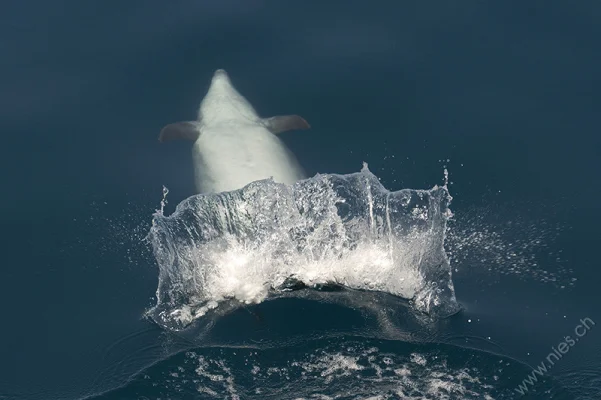 Clapping female bottlenose dolphin