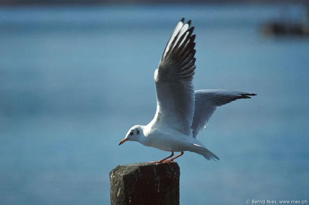 Seagull