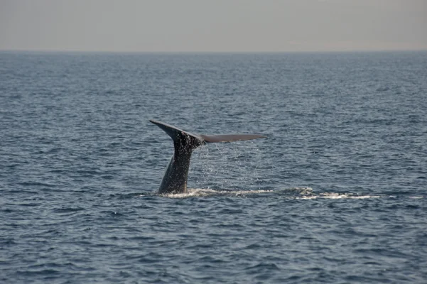 Sperm Whale